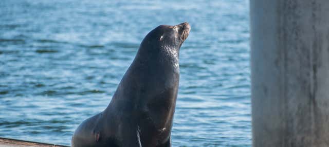 Marina del Rey Kayaking Tour With Sea Lions